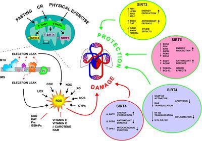 Redox Homeostasis in Cardiovascular Disease: The Role of Mitochondrial Sirtuins